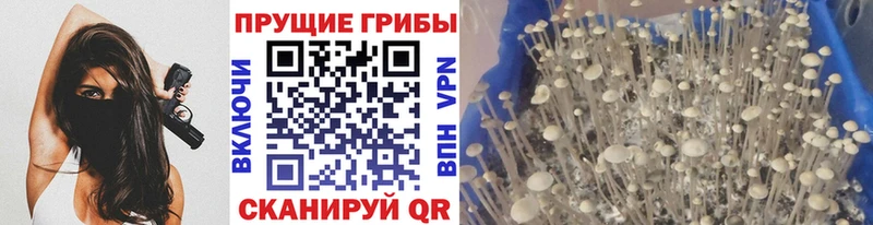наркошоп kraken tor Галлюциногенные грибы Cubensis Старая Купавна